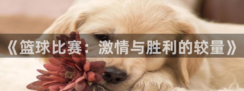  678体育停止服务公告：《篮球比赛：激情与胜利的较量》